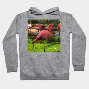 Pink Flamingos Hoodie